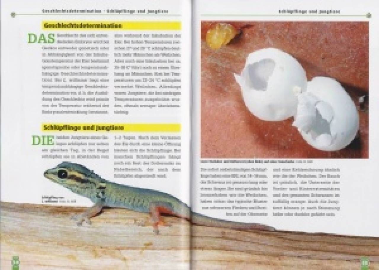 Der Türkisblaue Zwergtaggecko